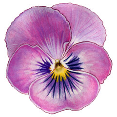 watercolor pansy flower