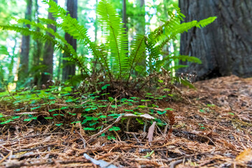 Close up of some ferns, clovers and a couple of mushrooms in the shade of a tree, in a redwood forest near Mendocino, California