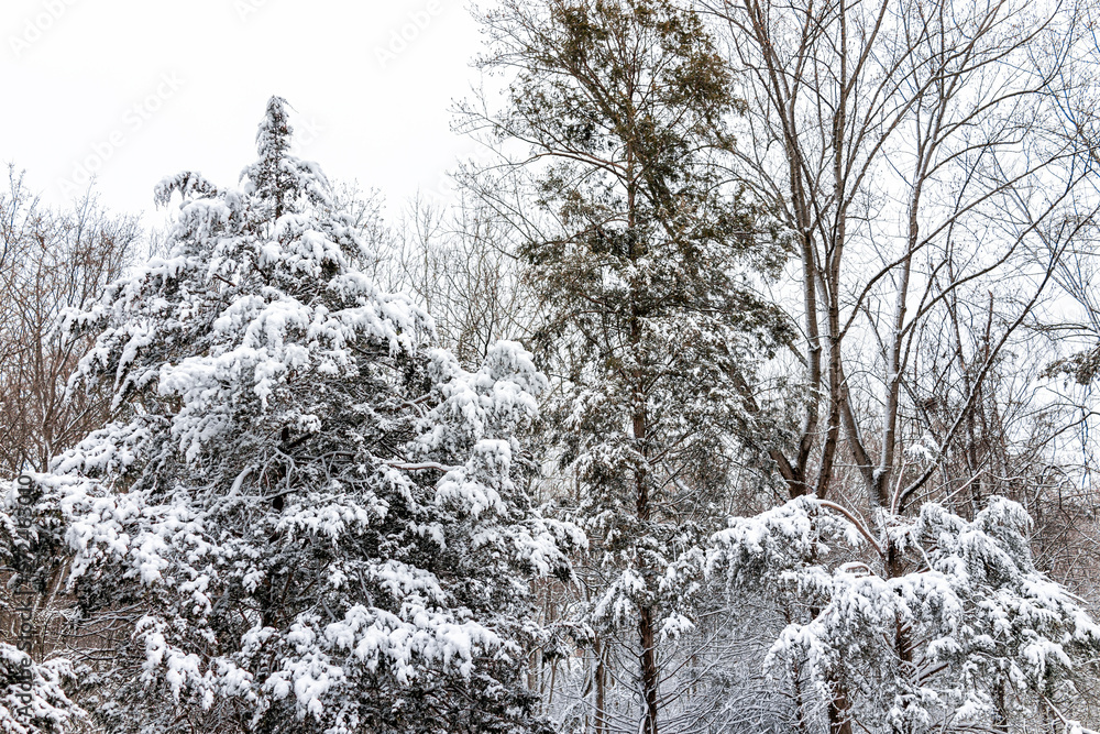Wall mural trees in forest high angle view pattern with snow covered evergreen juniper pine trees during blizza