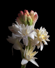 Bright white flowers isolated on black. Agave amica. Polianthes tuberosa. Close up