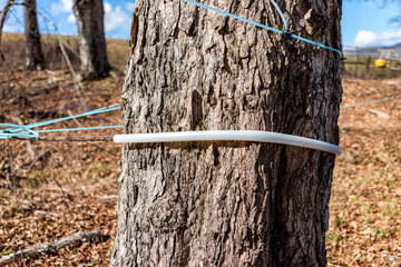 Maple syrup tap hose tube on maple tree collecting sap with tubing connected between trees in...