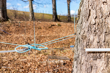 Maple syrup taps tubing on maple trees collecting sap with tubes connected between trees in...