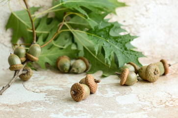 Oak branch with green leaves and acorns on an abstract background