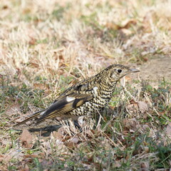 scaly thrush hunts a warm