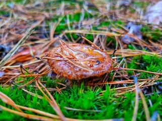 A poisonous mushroom in the autumn forest.