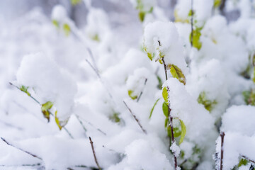 Branches in the snow close-up. Winter background