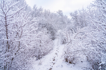 Wild forest in the snow. Winter background, selective focus