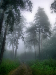 Pathway through the forest in a fog