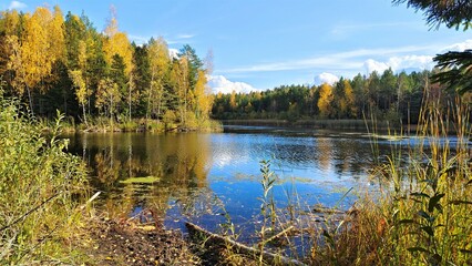 Spruces and willows grow on the lake shore reeds and lemna grow in the water and trees with yellow foliage grow on the opposite shore On a sunny autumn day the sky and trees are reflected in the water
