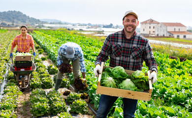 Worker carries plastic box with harvest of lettuce on the field