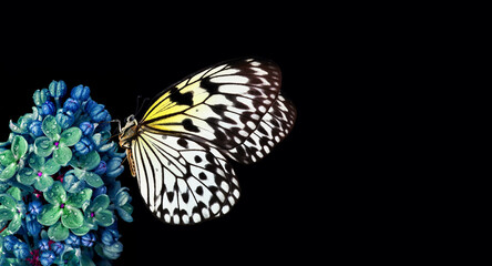 Fototapeta na wymiar bright tropical rice paper butterfly on blue lilac flowers isolated on black. copy space