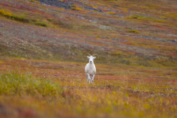 Sheep ram fall colors