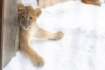 壁にピッタリ子ライオン