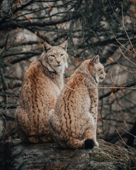 Luchs Portrait
