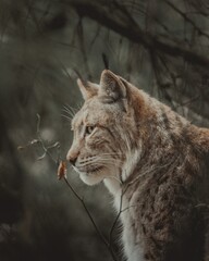 Luchs Portrait