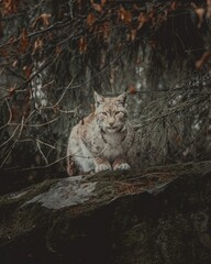 Luchs Portrait