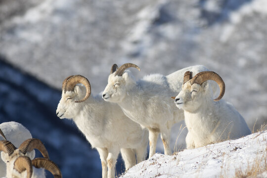 Sheep Spring Smiles