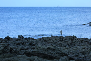 바닷가 해안에서 먹이를 찾아 어슬렁거리는 한마리의 새