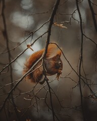 Eichhörnchen