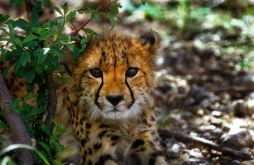 A portrait of a baby cheetah hiding by a tree