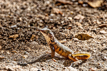 A curly-tailed lizard busking in the sun