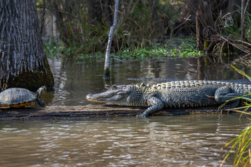 A  turtle face to face with an alligator