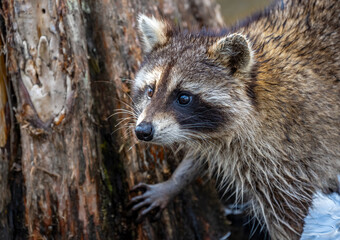 A closeup head shot of a cute raccoon