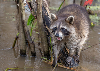 A raccoon with its mouth open © mauro53