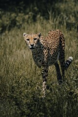 Cheetah