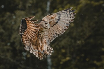 Uhu im Landeanflug