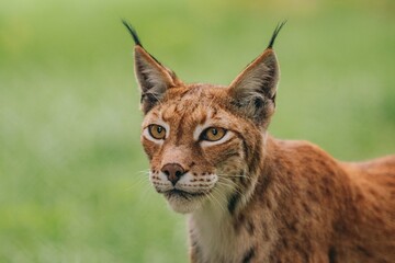 Luchs 
