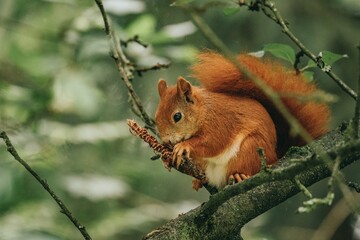 Squirrel sitting in a tree