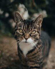 Hauskatze schaut in die Kamera