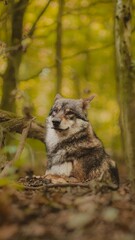 Wolf im Wald