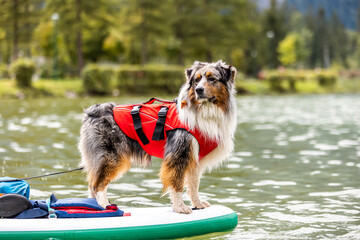 An Australian Shepherd Dog on a SUP Board with a Safety Vest, a Perfect Companion for a Summer...