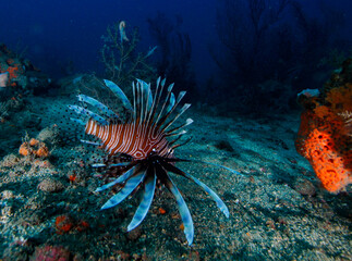 lionfish 