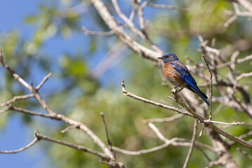 A male Western Bluebird is perched on the end of an oak branch in the warm sunshine on a summer morning in the mountains of Southern Utah, USA.