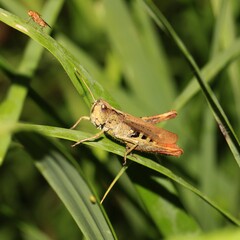 Bunter Grashüpfer(Omocestus viridulus)