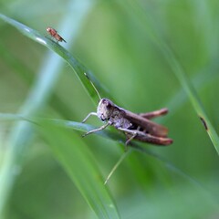 Bunter Grashüpfer(Omocestus viridulus)