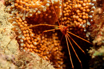 spider crab 