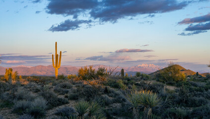 Panoramic Sunset Desert Landscape With Saguro Cactus And Snow Capped Mountains