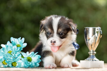 Smiling little puppy of welsh corgi pembroke with its first award - silver cup. Happy champion pup