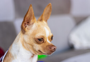 Sesión fotográfica de perro Chihuahua cabeza de venado.