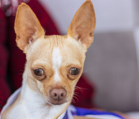 Sesión fotográfica de perro Chihuahua cabeza de venado.