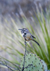 Cactus Wren