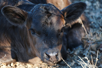 Fototapeta premium New black calf during winter on farm relaxing close up for portrait.