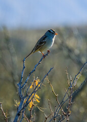 Bird on a Perch