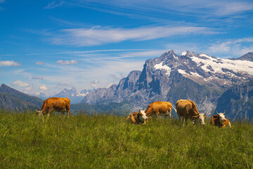 Fototapeta premium cows in the mountains