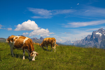 cows in the mountains