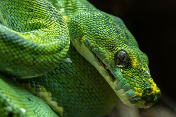 Obraz premium Green phyton snake's head close up side view